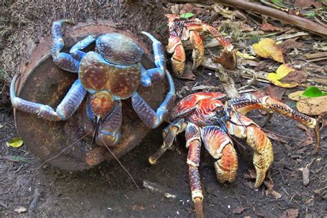 coconut crab in the philippines|‘A bigger deal than it sounds’: Coconut crabs are .